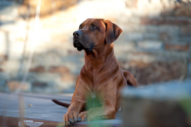 293FB1D6-5A0B-4F12-8728-22FDA0FE849B_1_105_c