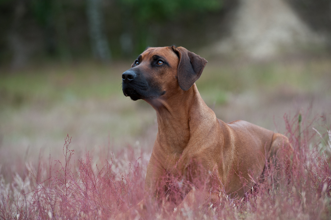 2F8C06D7-DF13-4BAB-AD2A-3F45C3656973_1_105_c