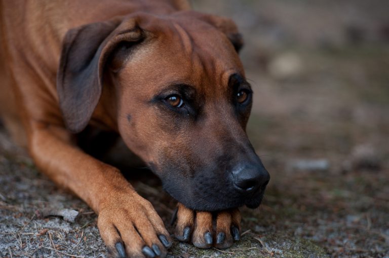 805D85A0-99A1-48E5-A443-96ECC3A49C2E_1_105_c