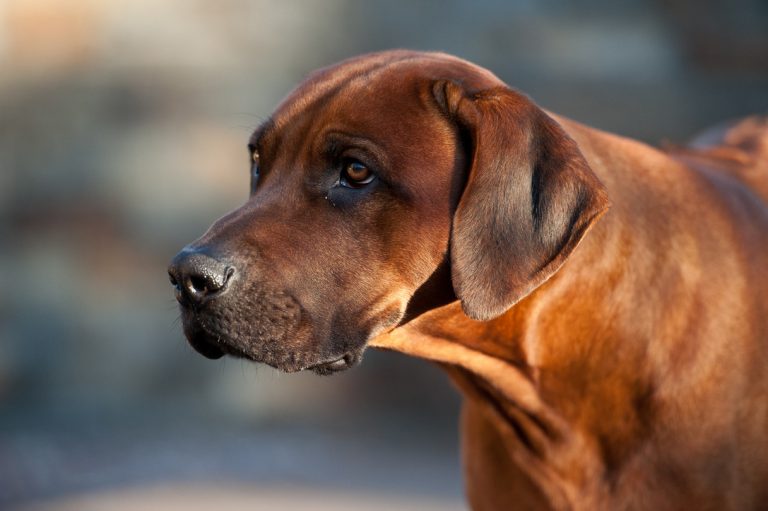 8DB6BEB9-53FA-4EDB-AA39-A4B77E446783_1_105_c