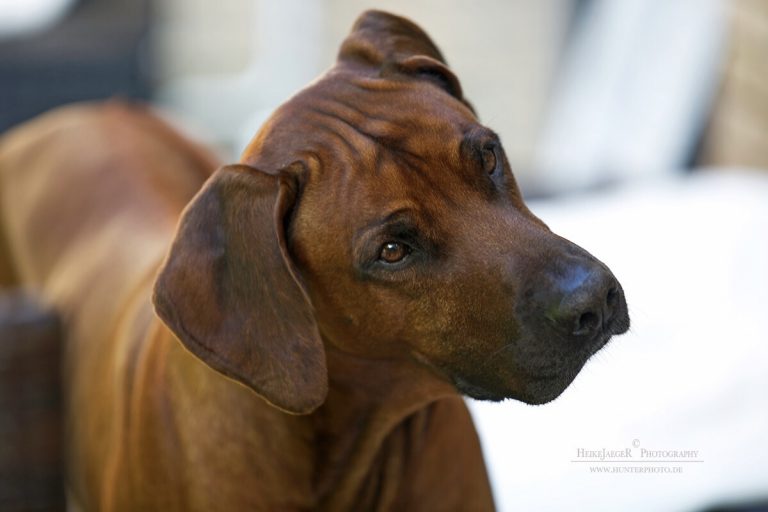 9265388B-A816-4B94-B3E6-32CFCF9BE71B_1_201_a