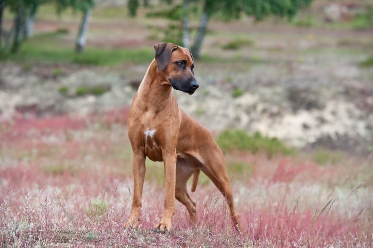 B6E5588F-3DB1-4FD9-8C13-798ACEB6CD58_1_105_c