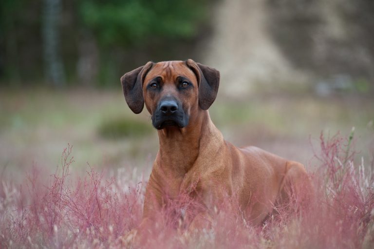 FB6C3B7B-A6A9-4FCB-8D90-C890276F2FCC_1_105_c