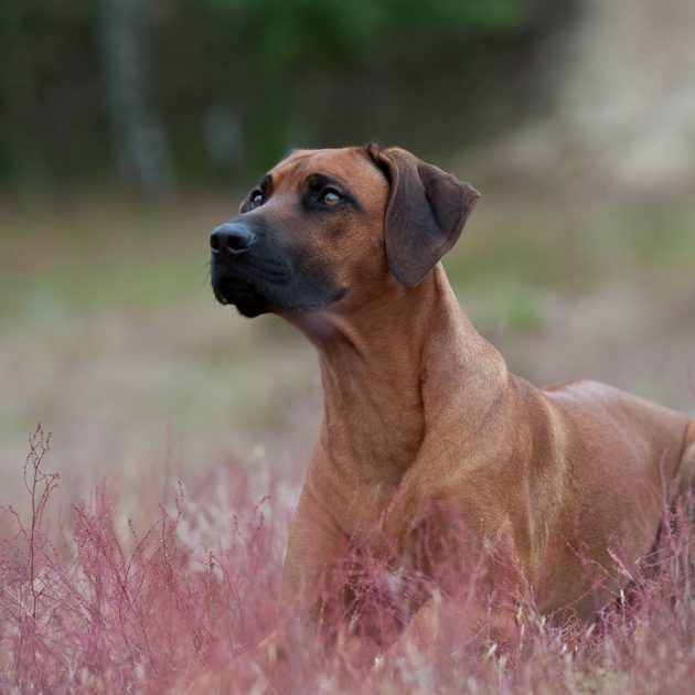 2F8C06D7-DF13-4BAB-AD2A-3F45C3656973_1_105_c