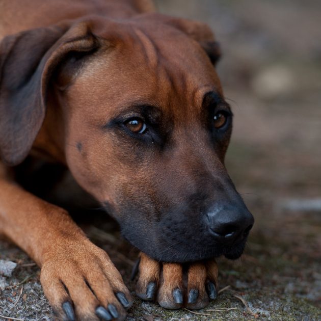 805D85A0-99A1-48E5-A443-96ECC3A49C2E_1_105_c