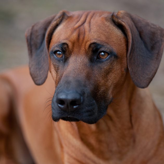 DC48EA19-81B2-45E8-9D55-3745678124F7_1_105_c